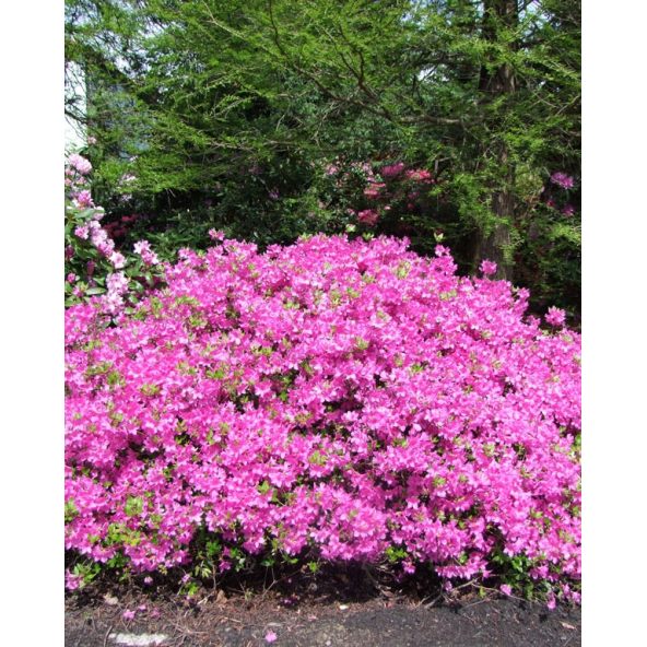 'Orlice' - azalia japońska 
Rhododendron 'Orlice'