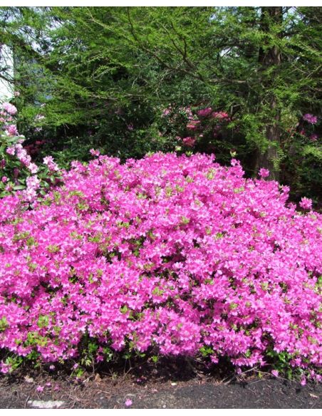 'Orlice' - azalia japońska 
Rhododendron 'Orlice'