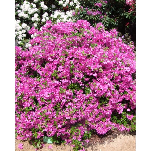 Azalia japońska Orlice