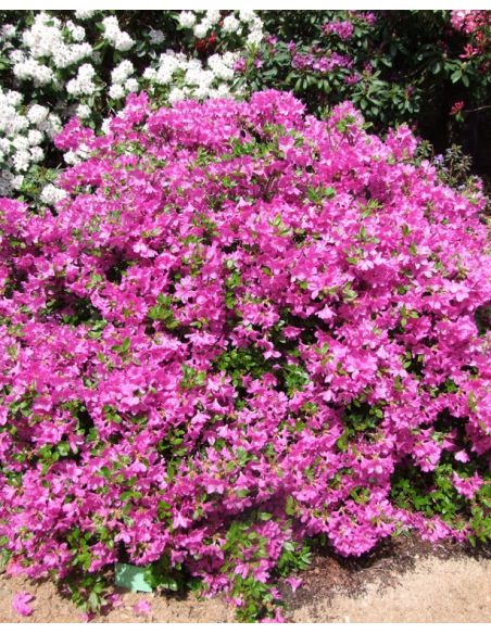 Azalia japońska Orlice