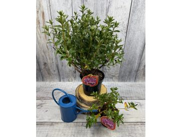 'Orlice' - azalia japońska 
Rhododendron 'Orlice' 2