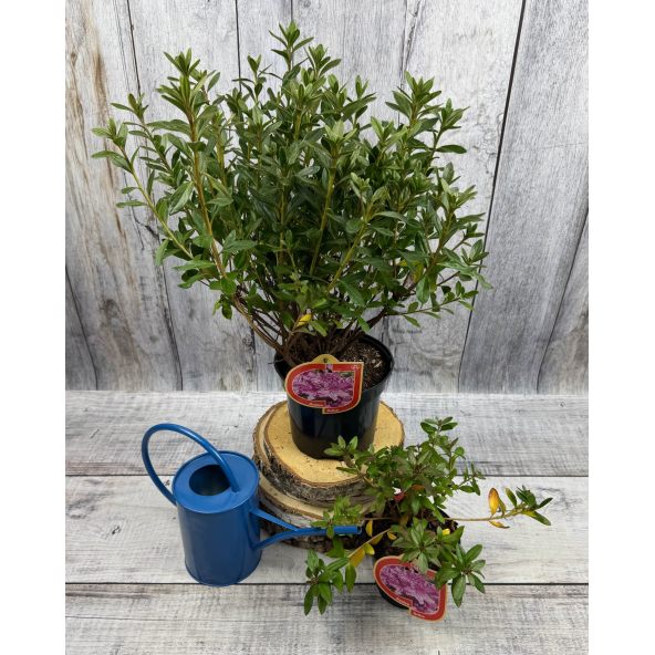 'Orlice' - azalia japońska 
Rhododendron 'Orlice'