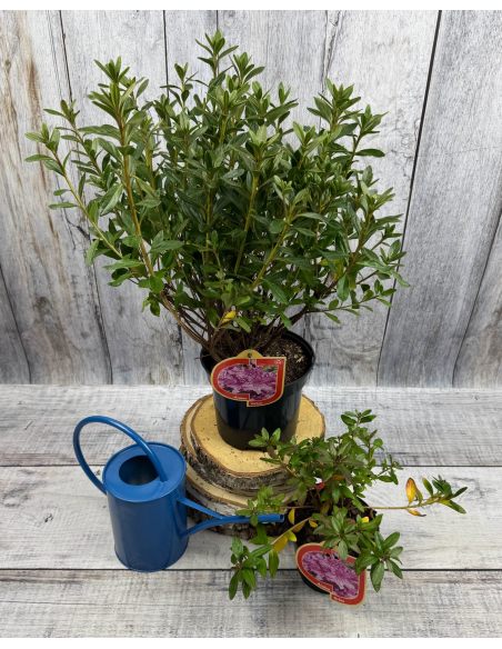 'Orlice' - azalia japońska 
Rhododendron 'Orlice'