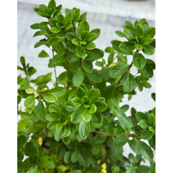 'Orlice' - azalia japońska 
Rhododendron 'Orlice'