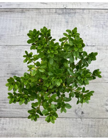 'Orlice' - azalia japońska 
Rhododendron 'Orlice'