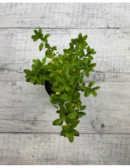 'Orlice' - azalia japońska 
Rhododendron 'Orlice'