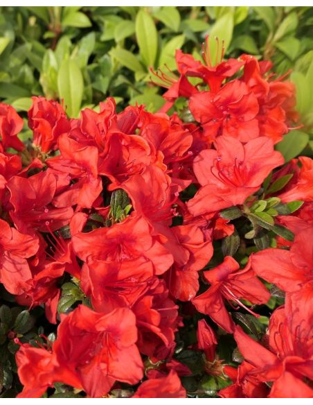 'Muneira' - azalia japońska
Rhododendron 'Muneira'