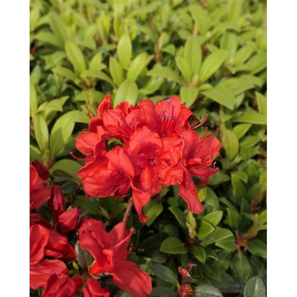 'Muneira' - azalia japońska
Rhododendron 'Muneira'