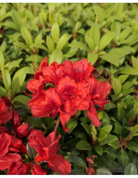 'Muneira' - azalia japońska
Rhododendron 'Muneira'