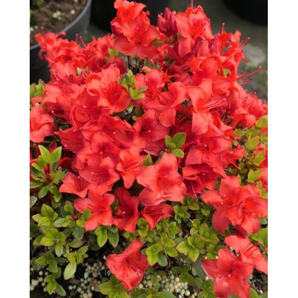 'Muneira' - azalia japońska
Rhododendron 'Muneira'