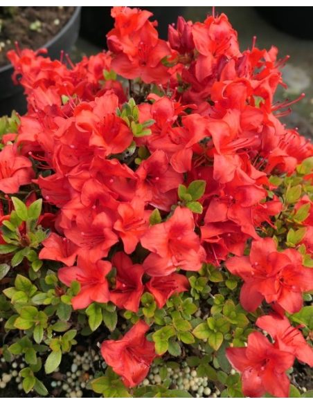 'Muneira' - azalia japońska
Rhododendron 'Muneira'