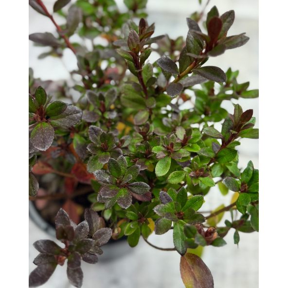 'Muneira' - azalia japońska
Rhododendron 'Muneira'