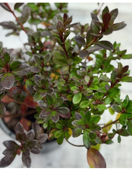 'Muneira' - azalia japońska
Rhododendron 'Muneira'