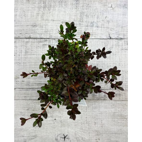 'Muneira' - azalia japońska
Rhododendron 'Muneira'