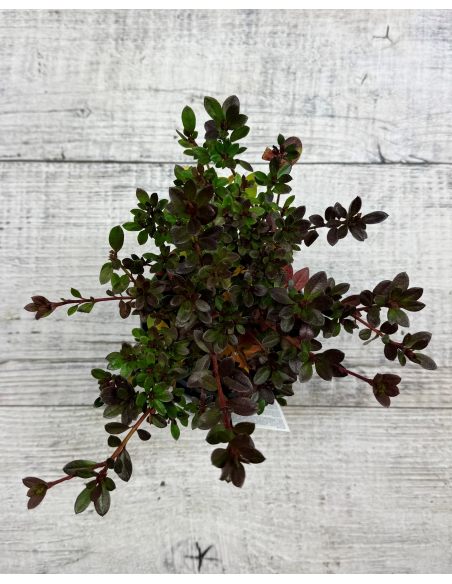 'Muneira' - azalia japońska
Rhododendron 'Muneira'