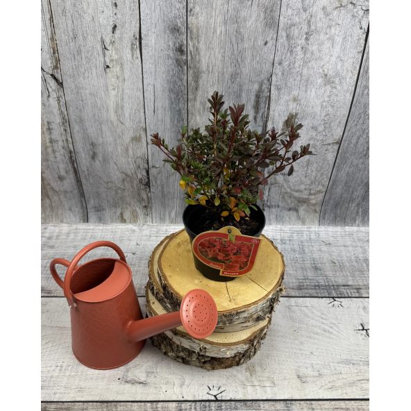 'Muneira' - azalia japońska
Rhododendron 'Muneira'