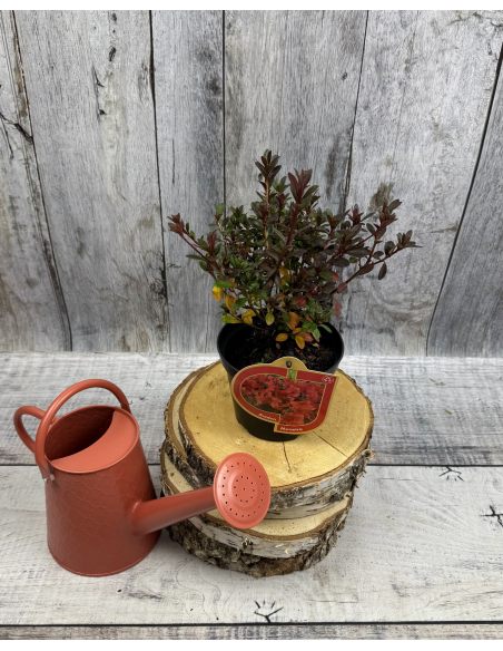 'Muneira' - azalia japońska
Rhododendron 'Muneira'