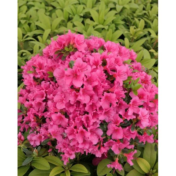 'Michiko' GEISHA DUNKELROSA - azalia japońska
Rhododendron 'Michiko' GEISHA DUNKELROSA