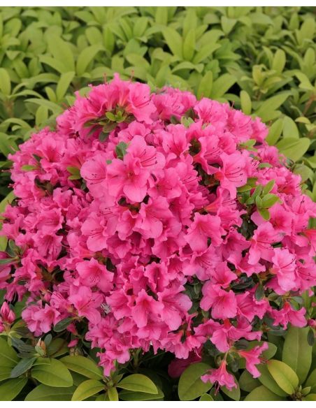 'Michiko' GEISHA DUNKELROSA - azalia japońska
Rhododendron 'Michiko' GEISHA DUNKELROSA 'Michiko' GEISHA DUNKELROSA - azalia japońska
Rhododendron 'Michiko' GEISHA DUNKELROSA