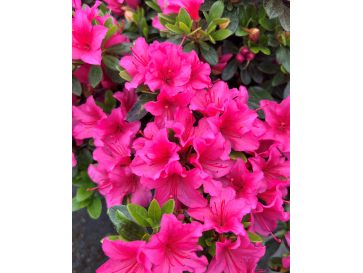 'Michiko' GEISHA DUNKELROSA - azalia japońska
Rhododendron 'Michiko' GEISHA DUNKELROSA