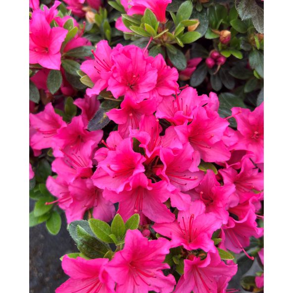 'Michiko' GEISHA DUNKELROSA - azalia japońska
Rhododendron 'Michiko' GEISHA DUNKELROSA