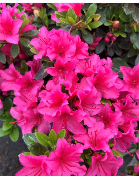 'Michiko' GEISHA DUNKELROSA - azalia japońska
Rhododendron 'Michiko' GEISHA DUNKELROSA 'Michiko' GEISHA DUNKELROSA - azalia japońska
Rhododendron 'Michiko' GEISHA DUNKELROSA