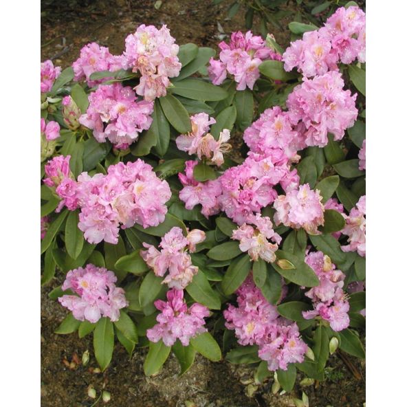 'Von Oheimb Woislowitz' - różanecznik wielkokwiatowy
Rhododendron hybridum 'Von Oheimb Woislowitz'