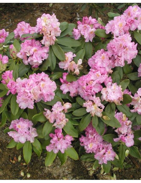 'Von Oheimb Woislowitz' - różanecznik wielkokwiatowy
Rhododendron hybridum 'Von Oheimb Woislowitz'