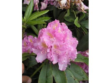'Von Oheimb Woislowitz' - różanecznik wielkokwiatowy
Rhododendron hybridum 'Von Oheimb Woislowitz'
