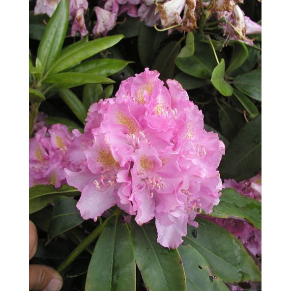 'Von Oheimb Woislowitz' - różanecznik wielkokwiatowy
Rhododendron hybridum 'Von Oheimb Woislowitz'