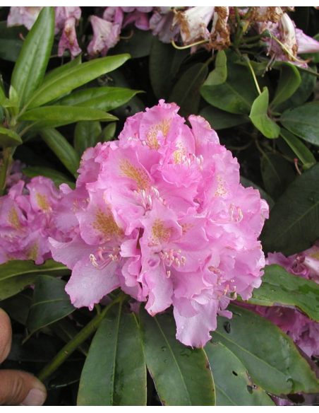'Von Oheimb Woislowitz' - różanecznik wielkokwiatowy
Rhododendron hybridum 'Von Oheimb Woislowitz'
