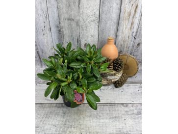 'Von Oheimb Woislowitz' - różanecznik wielkokwiatowy
Rhododendron hybridum 'Von Oheimb Woislowitz' 2