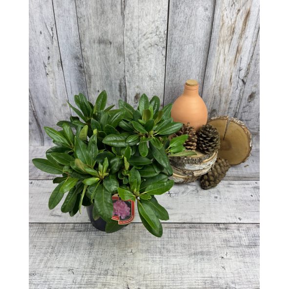 'Von Oheimb Woislowitz' - różanecznik wielkokwiatowy
Rhododendron hybridum 'Von Oheimb Woislowitz'