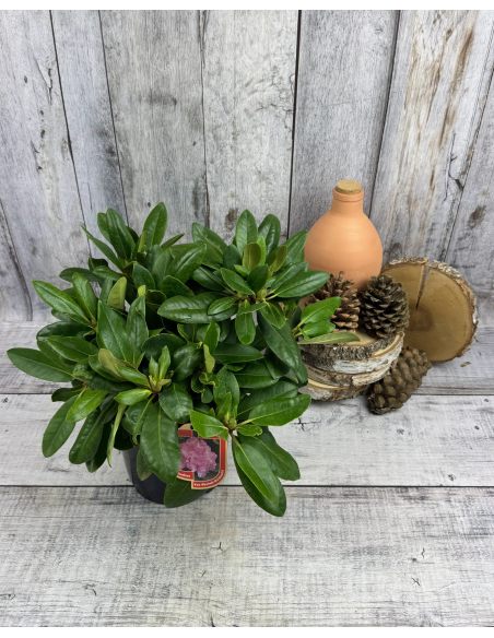 'Von Oheimb Woislowitz' - różanecznik wielkokwiatowy
Rhododendron hybridum 'Von Oheimb Woislowitz'