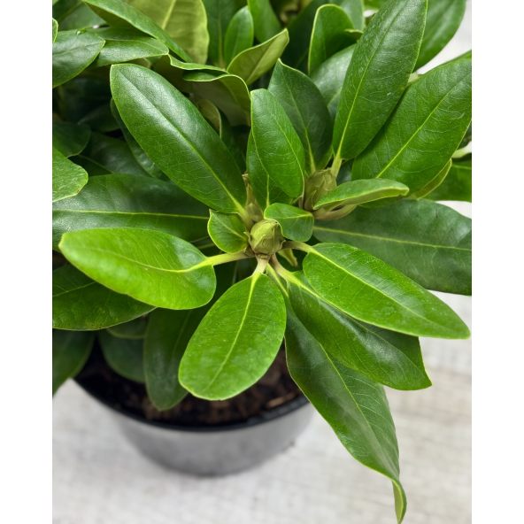 'Von Oheimb Woislowitz' - różanecznik wielkokwiatowy
Rhododendron hybridum 'Von Oheimb Woislowitz'