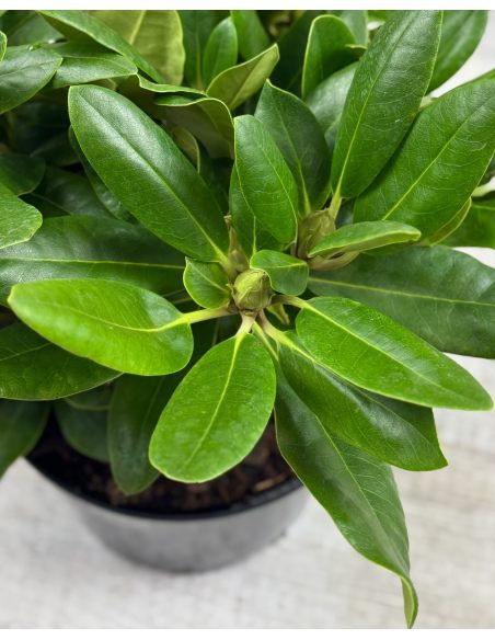 'Von Oheimb Woislowitz' - różanecznik wielkokwiatowy
Rhododendron hybridum 'Von Oheimb Woislowitz'