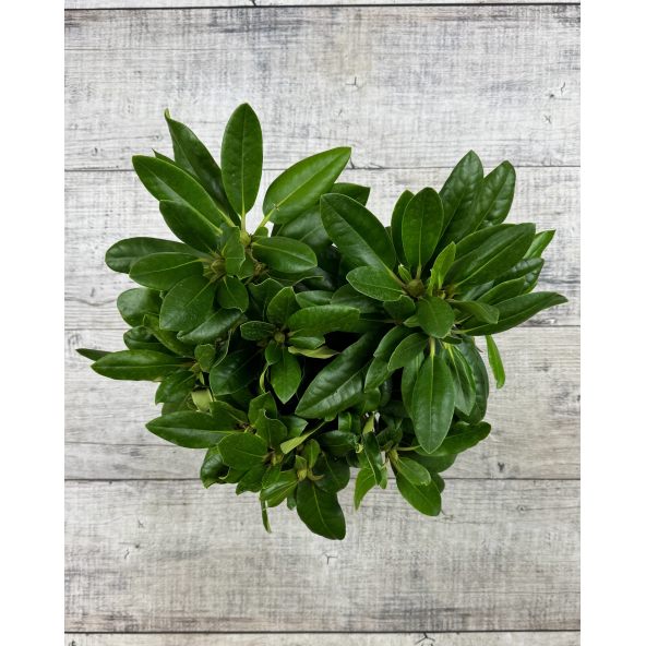 'Von Oheimb Woislowitz' - różanecznik wielkokwiatowy
Rhododendron hybridum 'Von Oheimb Woislowitz'