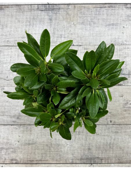 'Von Oheimb Woislowitz' - różanecznik wielkokwiatowy
Rhododendron hybridum 'Von Oheimb Woislowitz'