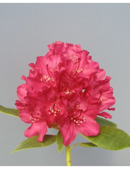 'Van Weerden Poelman' - różanecznik wielkokwiatowy
Rhododendron hybridum 'Van Weerden Poelman' 'Van Weerden Poelman' - różanecznik wielkokwiatowy
Rhododendron hybridum 'Van Weerden Poelman'