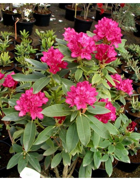 'Van Weerden Poelman' - różanecznik wielkokwiatowy
Rhododendron hybridum 'Van Weerden Poelman' 'Van Weerden Poelman' - różanecznik wielkokwiatowy
Rhododendron hybridum 'Van Weerden Poelman'