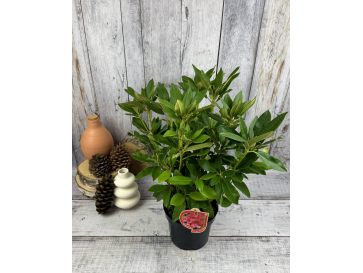 'Van Weerden Poelman' - różanecznik wielkokwiatowy
Rhododendron hybridum 'Van Weerden Poelman' 2