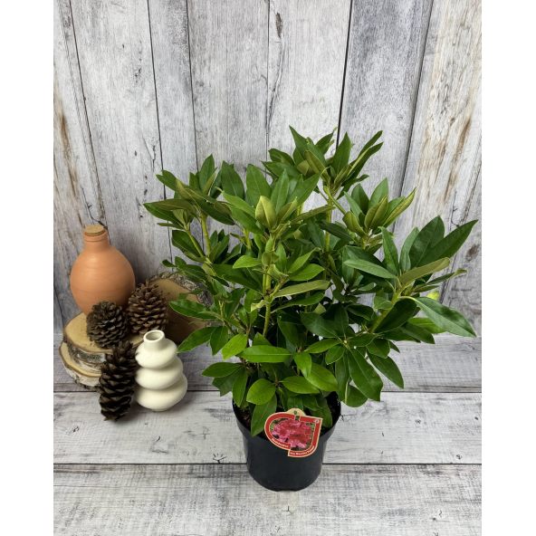 'Van Weerden Poelman' - różanecznik wielkokwiatowy
Rhododendron hybridum 'Van Weerden Poelman'