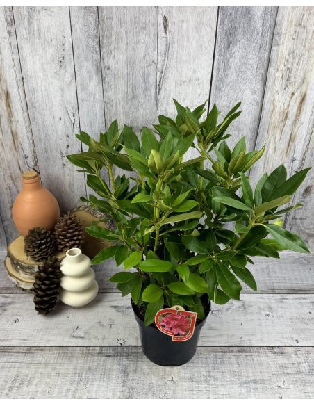 'Van Weerden Poelman' - różanecznik wielkokwiatowy
Rhododendron hybridum 'Van Weerden Poelman' 'Van Weerden Poelman' - różanecznik wielkokwiatowy
Rhododendron hybridum 'Van Weerden Poelman'