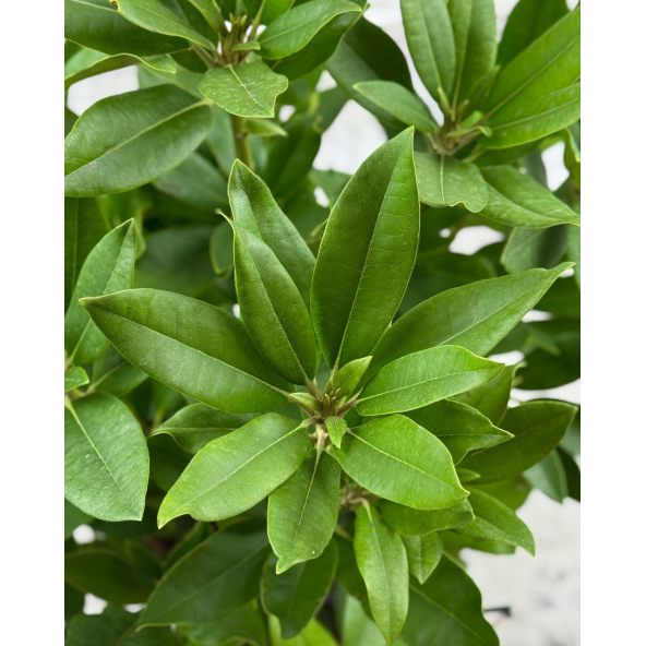 'Van Weerden Poelman' - różanecznik wielkokwiatowy
Rhododendron hybridum 'Van Weerden Poelman'