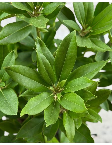 'Van Weerden Poelman' - różanecznik wielkokwiatowy
Rhododendron hybridum 'Van Weerden Poelman' 'Van Weerden Poelman' - różanecznik wielkokwiatowy
Rhododendron hybridum 'Van Weerden Poelman'