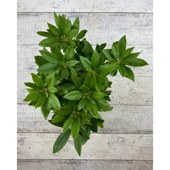 'Van Weerden Poelman' - różanecznik wielkokwiatowy
Rhododendron hybridum 'Van Weerden Poelman'