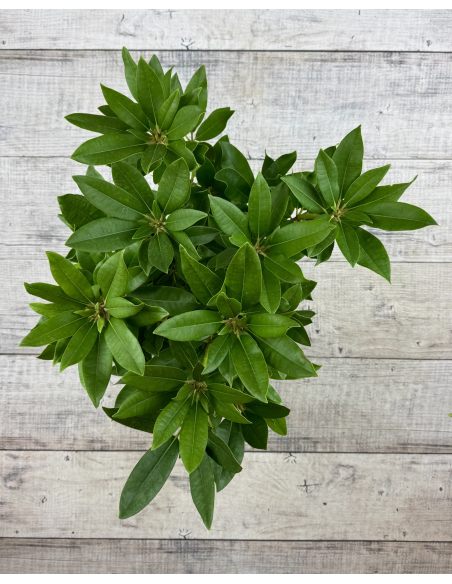 'Van Weerden Poelman' - różanecznik wielkokwiatowy
Rhododendron hybridum 'Van Weerden Poelman' 'Van Weerden Poelman' - różanecznik wielkokwiatowy
Rhododendron hybridum 'Van Weerden Poelman'