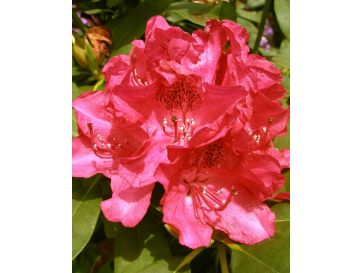 'Van Weerden Poelman' - różanecznik wielkokwiatowy
Rhododendron hybridum 'Van Weerden Poelman'