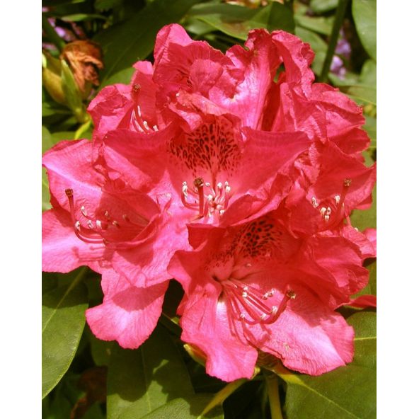 'Van Weerden Poelman' - różanecznik wielkokwiatowy
Rhododendron hybridum 'Van Weerden Poelman'
