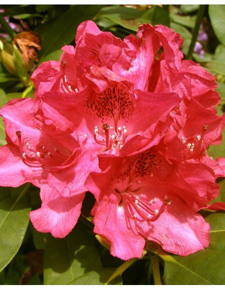 'Van Weerden Poelman' - różanecznik wielkokwiatowy
Rhododendron hybridum 'Van Weerden Poelman' 'Van Weerden Poelman' - różanecznik wielkokwiatowy
Rhododendron hybridum 'Van Weerden Poelman'